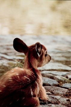 a small brown dog sitting on top of rocks