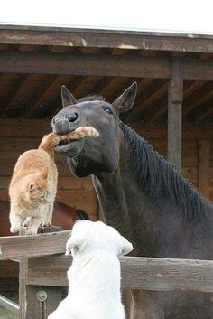 an orange tabby cat sitting on top of a horse's head next to two white dogs