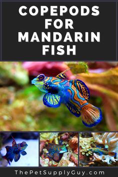 some colorful fish in the water with text overlay that reads top 10 most popular marine animals for mandarin fish