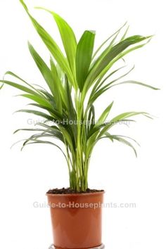 a green plant in a brown pot on a white background