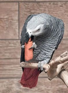 a parrot sitting on top of a tree branch with a carrot in it's beak