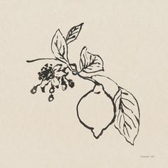 a black and white drawing of a lemon tree branch with leaves, berries and buds