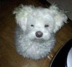 a small white dog sitting on top of a wooden floor