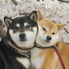 two dogs are laying next to each other in front of some white flowers and trees