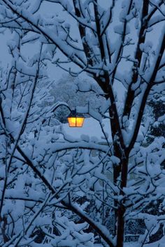 a street light in the middle of some snow covered trees