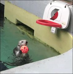 an animal in the water with a frisbee