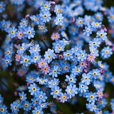 small blue flowers with yellow centers are in the foreground, and green border around them