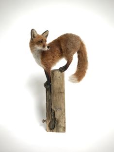 a red fox standing on top of a wooden post