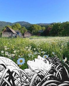 a field full of wildflowers and grass with an old barn in the background