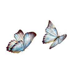 two blue butterflies flying in the sky with their wings spread out and facing opposite directions