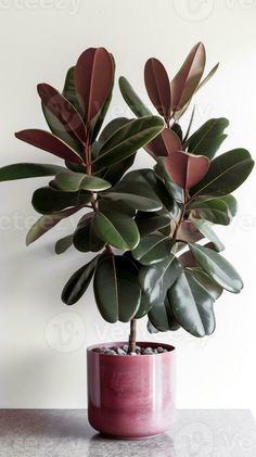 AI Generative Indian rubber tree Fiscus elastica Plants In Pots, Surf Room Decor, Tree Interior, Ficus Elastica, Rubber Plant, Plant Care Houseplant, Plants Are Friends, Rubber Tree, Interior Plants