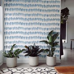 three potted plants sit in front of a wall with blue and white designs on it