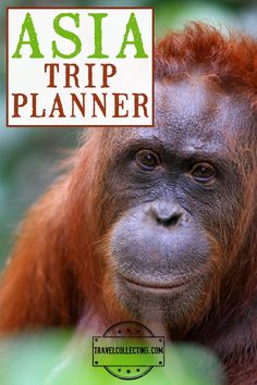 an orangutan with the title asia trip planner