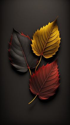 three different colored leaves on a black background