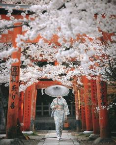 a woman with an umbrella walks under cherry blossom trees