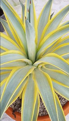 a green and yellow plant sitting in a pot on top of a white table cloth