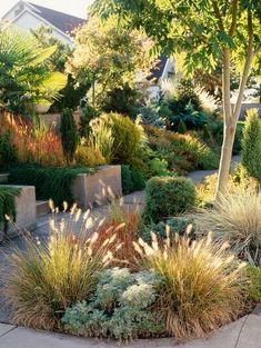 an outdoor garden with lots of plants and trees