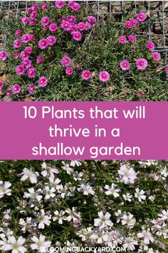 some pink flowers and white daisies with the words 10 plants that will thrive in a shallow garden