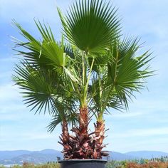 a palm tree in a black pot on the ground with blue sky and mountains in the background