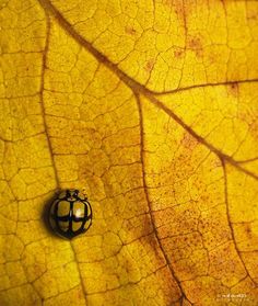 a black and white bug sitting on top of a yellow leaf