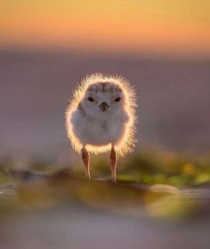 a small white bird standing on top of a green leaf covered ground with the sun setting in the background