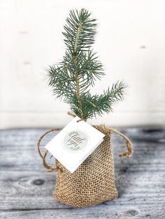 a small pine tree in a burlock bag on a wooden table with a tag