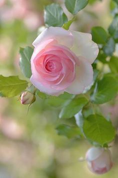 a pink rose that is blooming on a branch with green leaves in the foreground