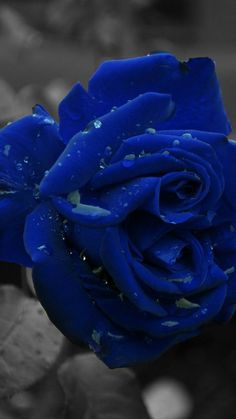 a blue rose with drops of water on it's petals, in black and white