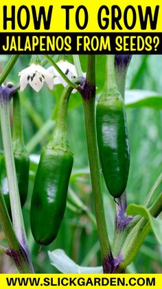 how to grow jalapenos from seeds?