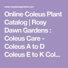 the words online coleus plant catalog, rosy dawn gardens coes care - coleus at d colous e to k co