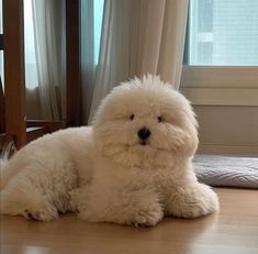 a fluffy white dog laying on top of a hard wood floor next to a window