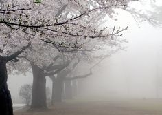 trees with white flowers on them in the foggy weather, near a park bench