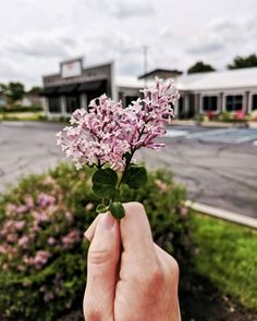 a hand holding a small purple flower in front of a parking lot