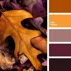 an image of autumn leaves with color palettes