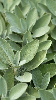 closeup of green leaves on a bush with sunlight coming through the leaves and onto the ground