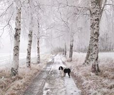 a dog walking down a snow covered path between two trees in the middle of winter