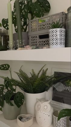 some plants are sitting on the shelf in front of candles and other things to decorate with them