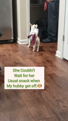 a small white dog standing on top of a hard wood floor next to a person