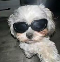 a small white dog wearing sunglasses on top of a wooden floor