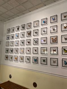 a wall with many framed butterflies on it