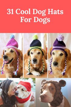 four pictures of dogs wearing hats with the words, 31 cool dog hats for dogs