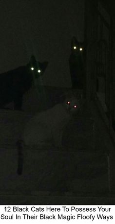 two black cats in the dark with glowing eyes