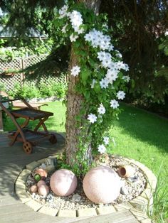 there is a tree with white flowers growing out of it and some rocks on the ground