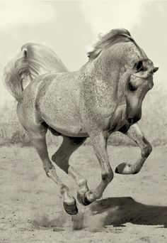 black and white photograph of a horse running in the dirt with its front legs spread out