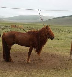 two brown horses standing next to each other on a field