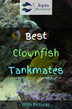 the best clownfish tank mates with pictures - screenshots for iphone and ipad