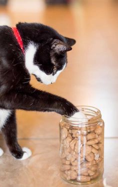 a black and white cat reaching into a jar filled with peanuts