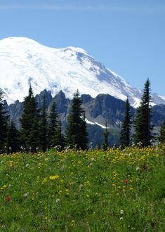 there is a mountain in the background with trees and wildflowers on the ground