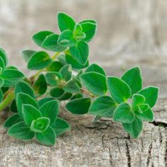 small green leaves are growing on a piece of wood