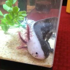 an animal that is inside of a glass container with plants in the bottom and on top